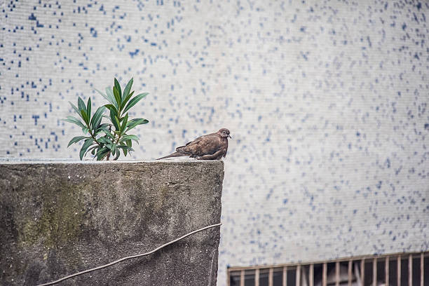 istock animals and birds in nature and plant massacre 537120729