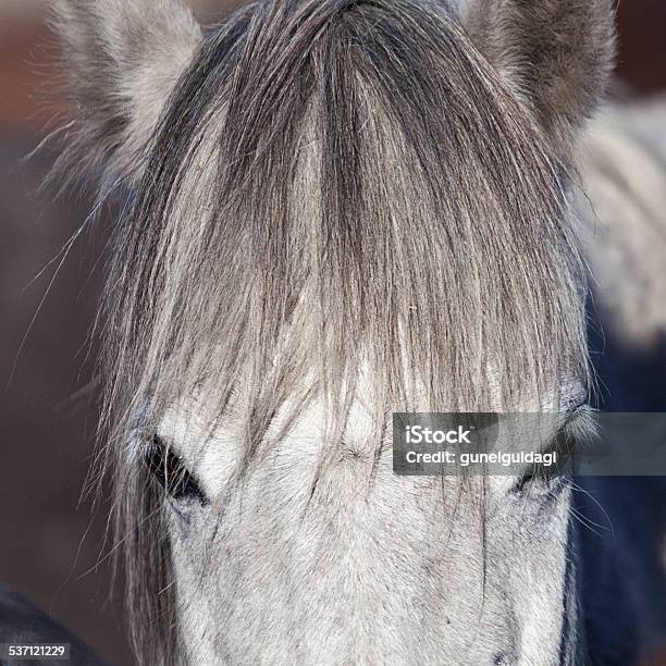 White Horse Headshot Stock Photo - Download Image Now - 2015, Agriculture, Alertness