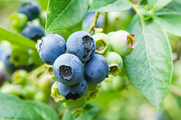 Blueberries ripening on the bush