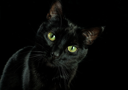 Handsome black and white house cat sitting up facing front. Looking straight ahead with green eyes. Isolated on white background.