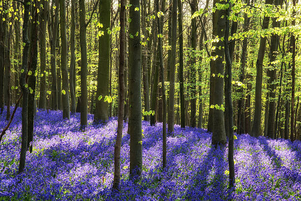 istock Stunning bluebell flowers in Spring forest landscape 537121933
