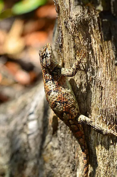 A colorful Eastern fence lizard (Sceloporus undulatus) hanging onto the side of a dry stump in the sun.