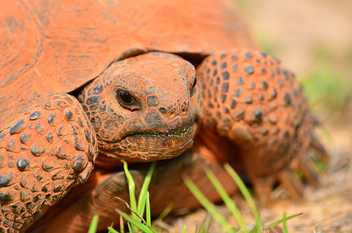 A Gopher Tortoise viewed from the front at and angle, covered in red clay dust