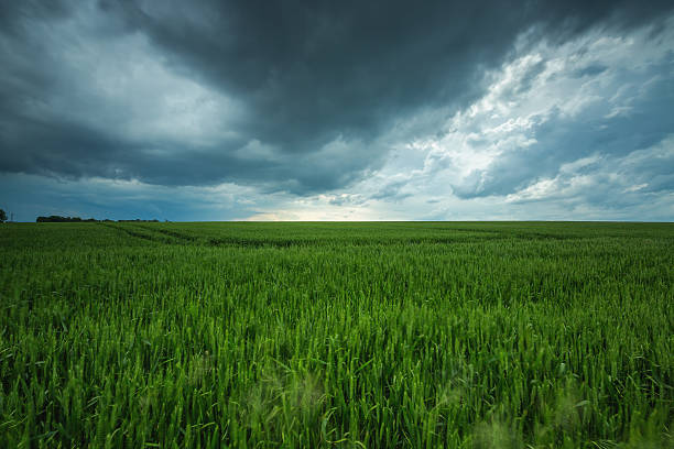 istock Green field and cloudy sky, long exposure 537167906