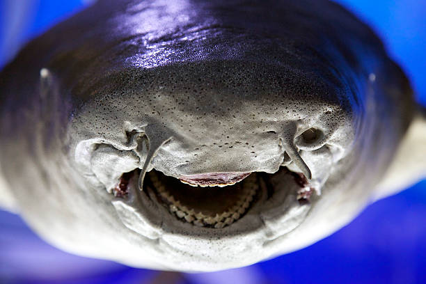 istock Shark Attack Teeth Close Up Smiling Face Jaw Predator Agression 537172237