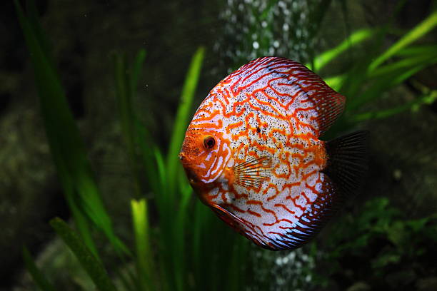 diskusfische - aquaristik imagens e fotografias de stock