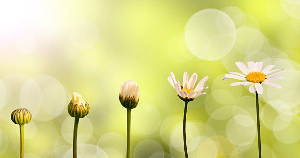 국화와 녹색 네이쳐향 배경, 단계 성장 - flower head sky daisy flower 뉴스 사진 이미지