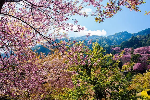 Sakura tree. Chiangmai Thailand wild himalayan cherry prunus cer