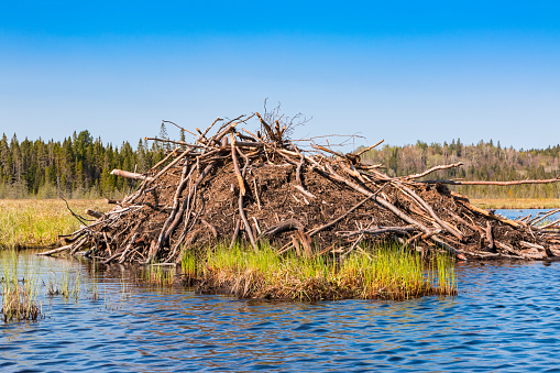 Landscape photo of a beaver lodge or home surrounded by water in a lake, in Algonquin Provincial Park, Ontario, Canada.