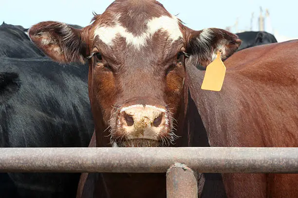 Photo of Hereford Cow Texas Panhandle Feedlot Livestock Cattle Ear tag Grain-Fed