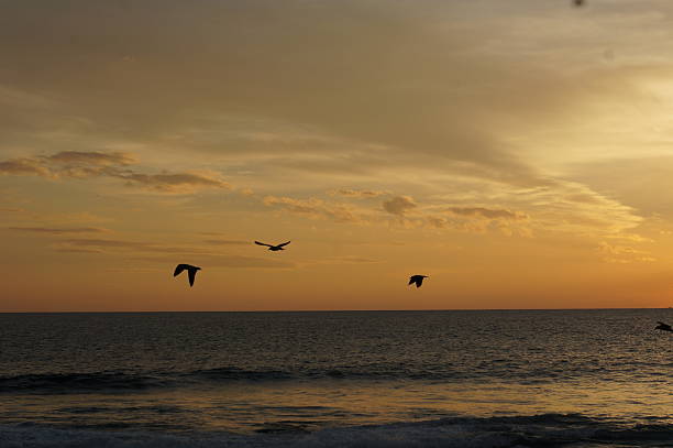 istock Canary Islands beach and birds 537174257