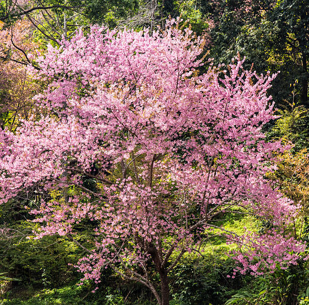 Sakura tree. Chiangmai Thailand wild himalayan cherry prunus cer