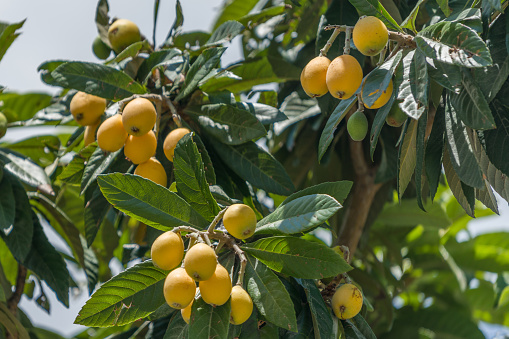 Loquat tree,outdoor