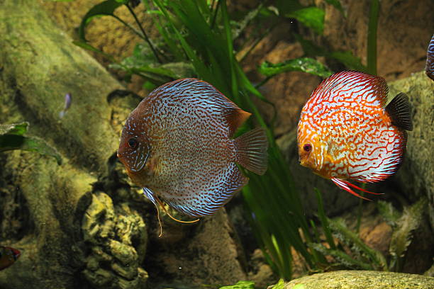 diskusfische - aquaristik photos et images de collection