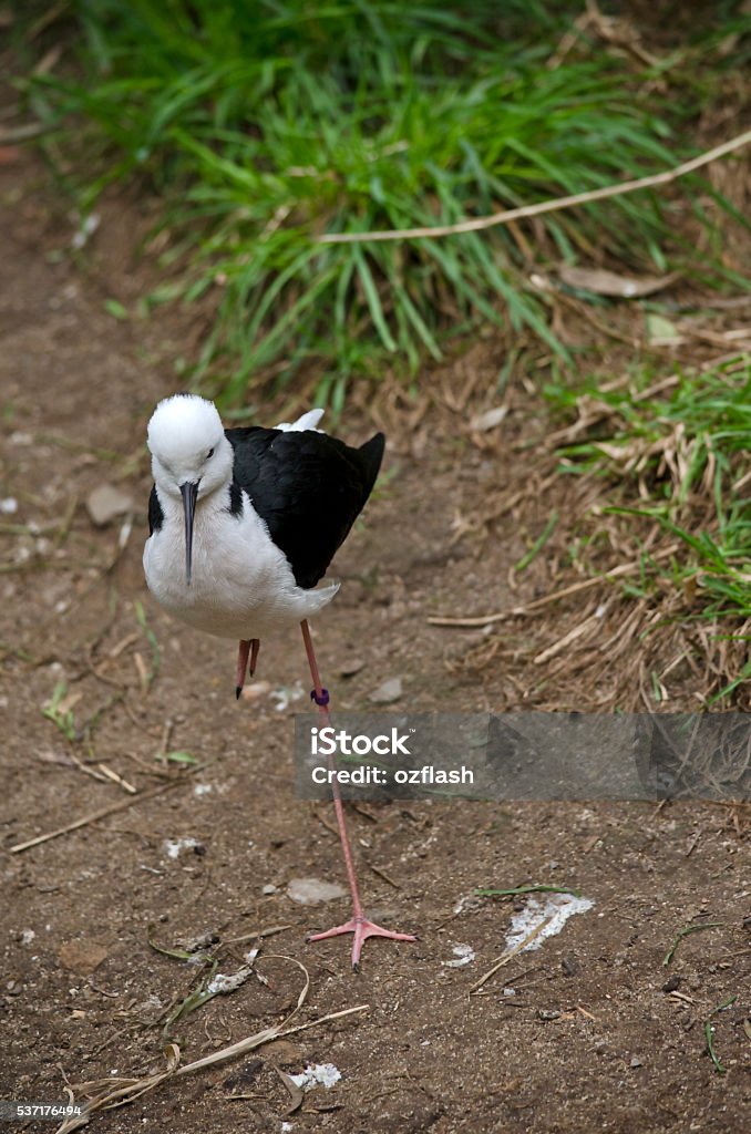 black winged stilt the black winged stilt is walking in the dirt Australia Stock Photo