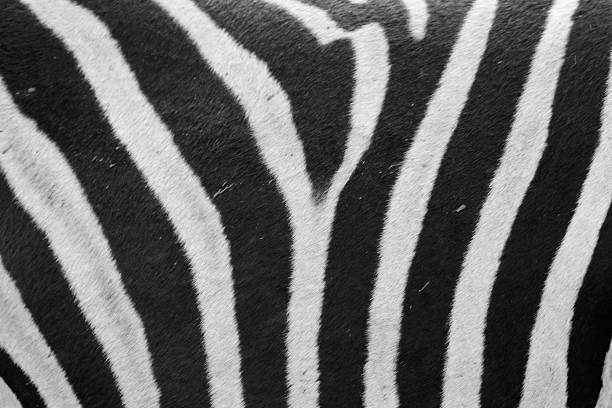 istock Zebra Stripes from Kruger National Park 537177831
