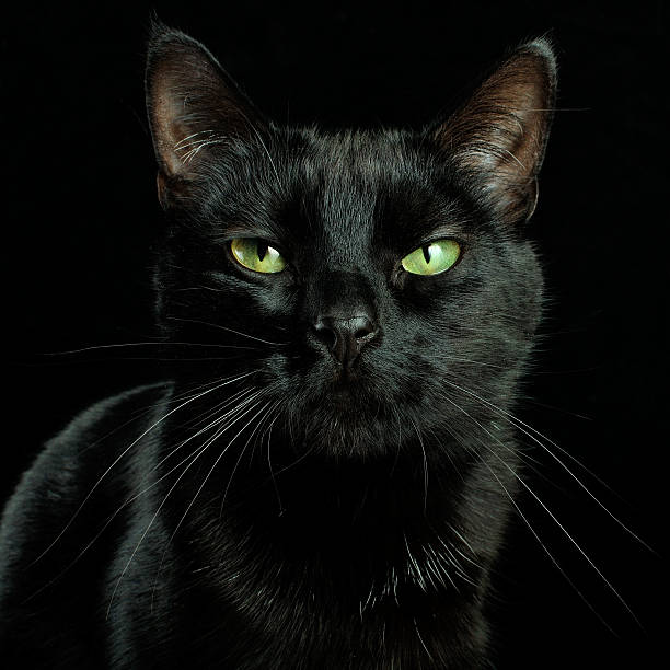 3,200+ Black Cat With Green Eyes Stock Photos, Pictures & Royalty-Free  Images - Istock