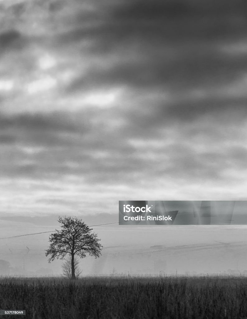 Solo tree, black and white,dramatic. 2015 Stock Photo