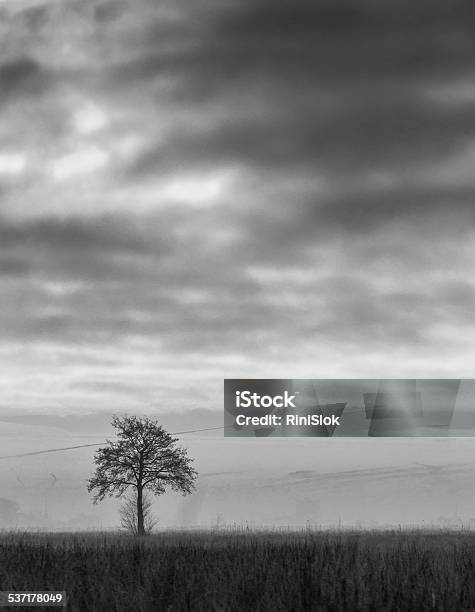 Solo Tree Black And White Dramatic Stock Photo - Download Image Now - 2015, Beauty In Nature, Black And White