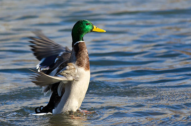 istock Mallard Duck on the Water with Outstretched Wings 537178083