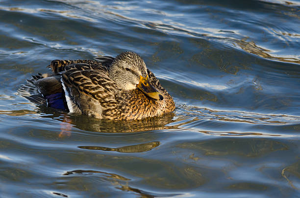 istock Mallard Duck Swimming in the Water 537178117
