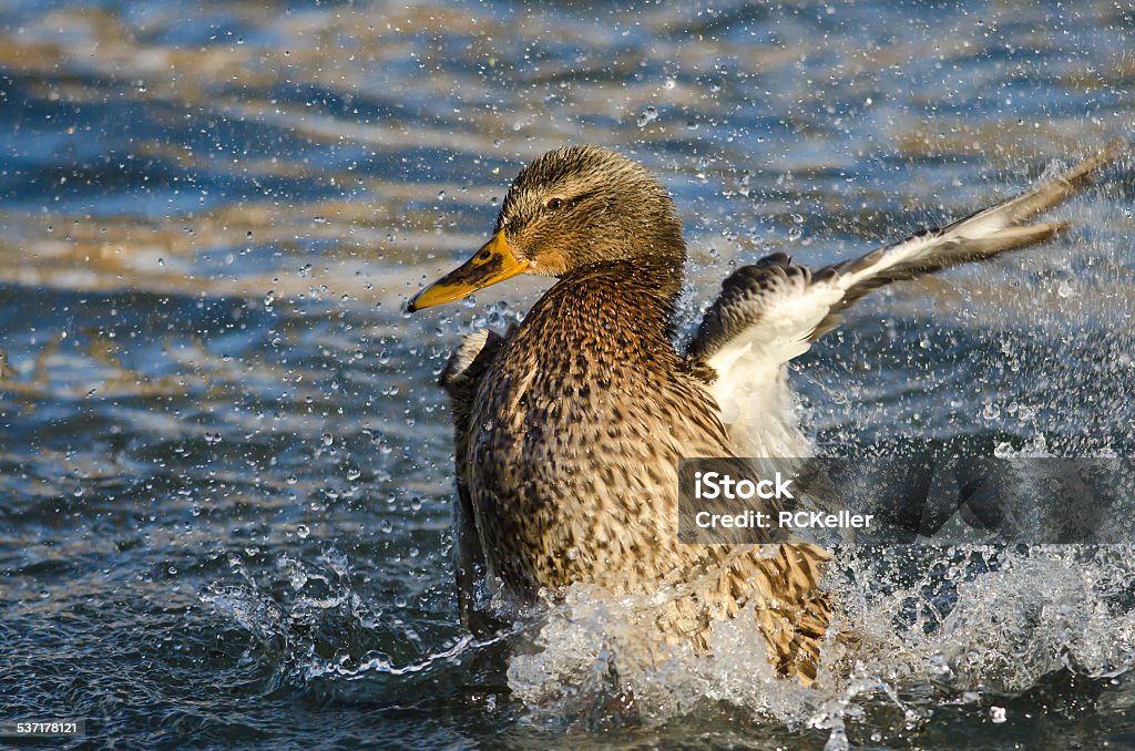 Mallard Duck Playfully Splashing on the Water 2015 Stock Photo