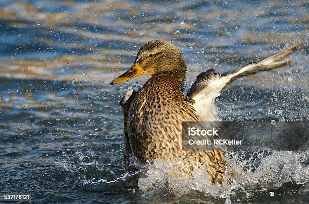 Mallard Duck Playfully Splashing On The Water Stock Photo - Download Image Now - 2015, Animal, Animal Body Part