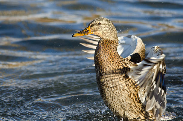 istock Mallard Duck on the Water with Outstretched Wings 537178127