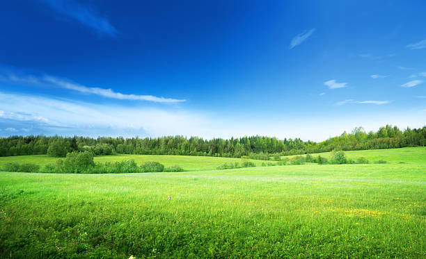 istock field of grass and perfect sky 537178287