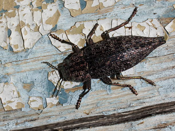istock Stylish beetle on old boards. Dicerca furcata 537178822
