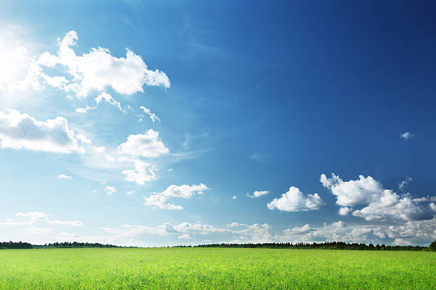 istock field of grass and perfect sky 537178921