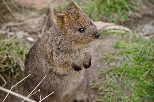 this is a close up of a quokka