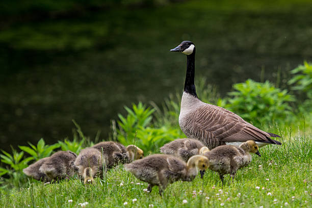 istock Adult Goose Keeps Watch While Chicks Search For Food 537182420
