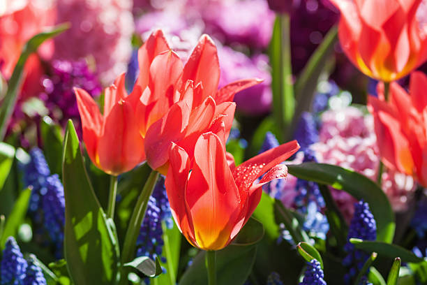istock colorful flower bed with tulips in spring 537182614