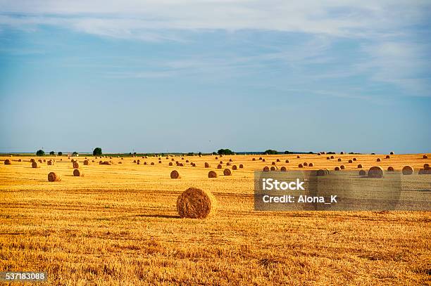 Harvest Stockfoto und mehr Bilder von Ukraine - Ukraine, Ernten, Feld