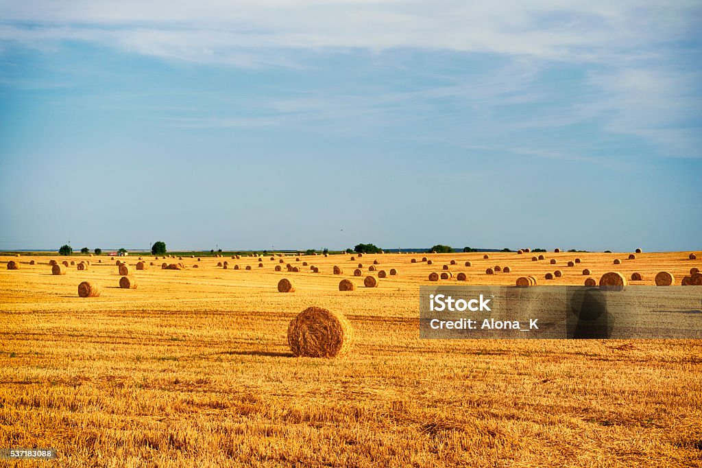 Harvest After harvest Ukraine Stock Photo