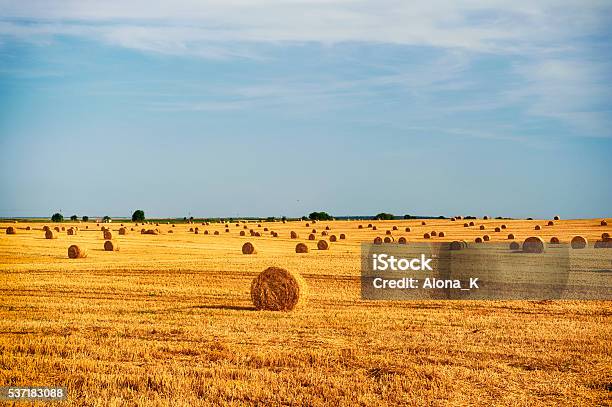 Harvest Stock Photo - Download Image Now - Ukraine, Agricultural Field, Cereal Plant