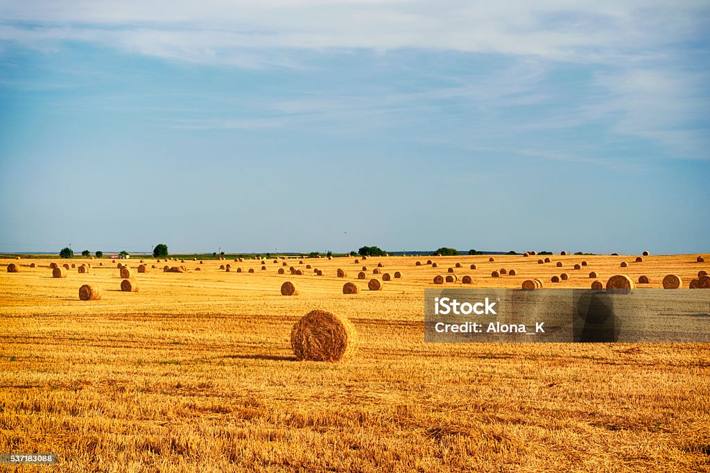 Harvest  - Foto de stock de Ucrânia royalty-free