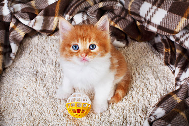 istock Red orange kitten at blue wood 537183564