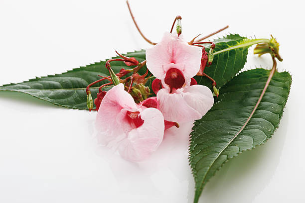 Himalayan balsam Himalayan balsam ornamental jewelweed stock pictures, royalty-free photos & images