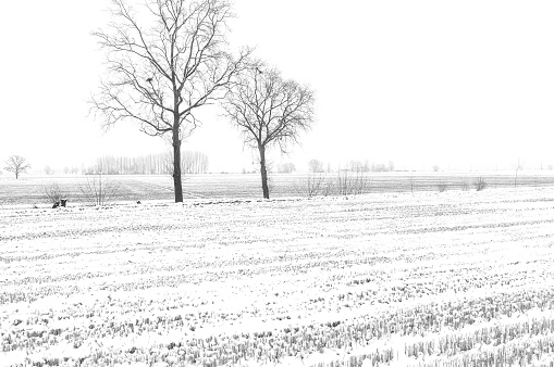 Snowing panorama in the countryside region of Lomellina (between Lombardy and Piedmont, Northern Italy).