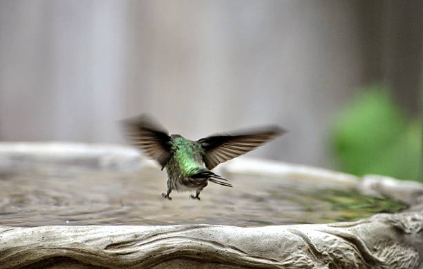 beija-flor - bird hummingbird flying annas hummingbird imagens e fotografias de stock