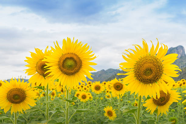 istock Sunflower in the garden. 537184557