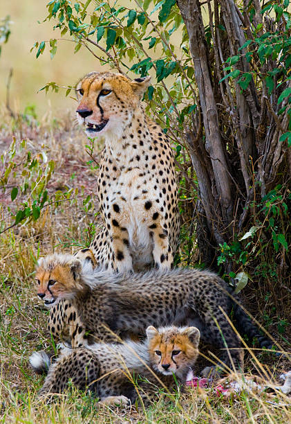 istock Mother cheetah and her cubs in the savannah 537184648