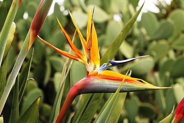 istock Birds of paradise in Italy 537185014