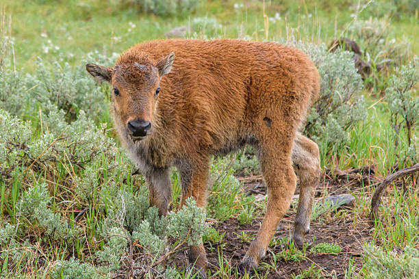 istock Yellowstone Bison Calf Close Up in Field 537185458