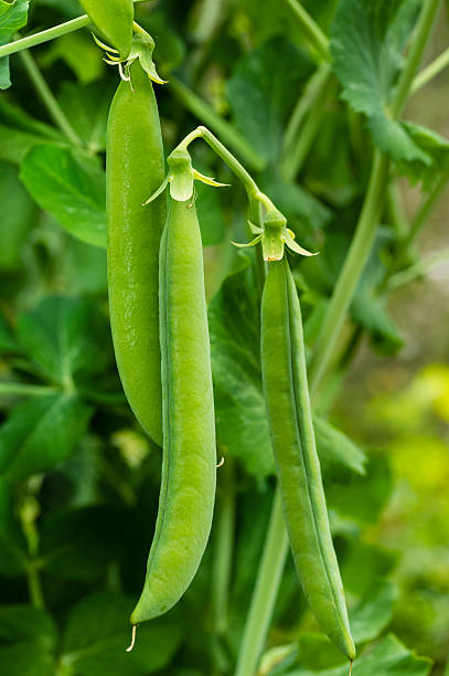 istock Green pea pods on a pea plant 537186373