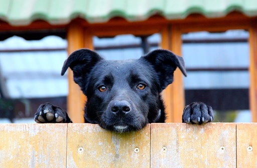 6 months puppy looking over a wood fence