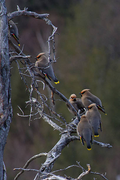 istock Bohemian Waxwings in the Adirondacks 537186523