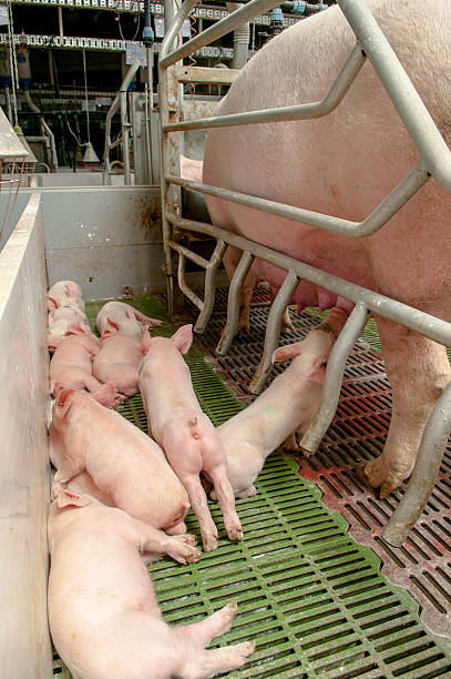 istock Baby pig in a pigsty 537186777